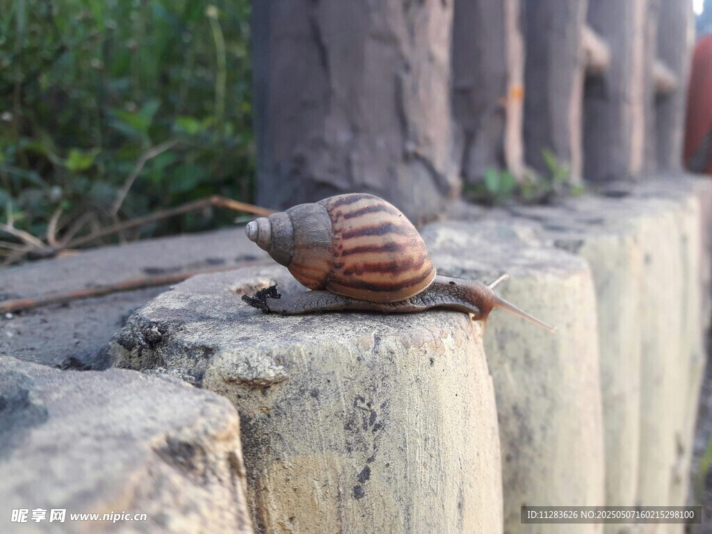 石墩上的蝸牛