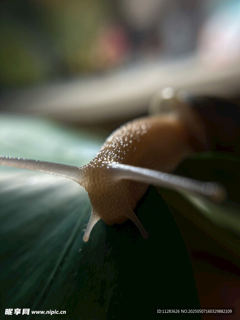 綠葉上的小蛞蝓