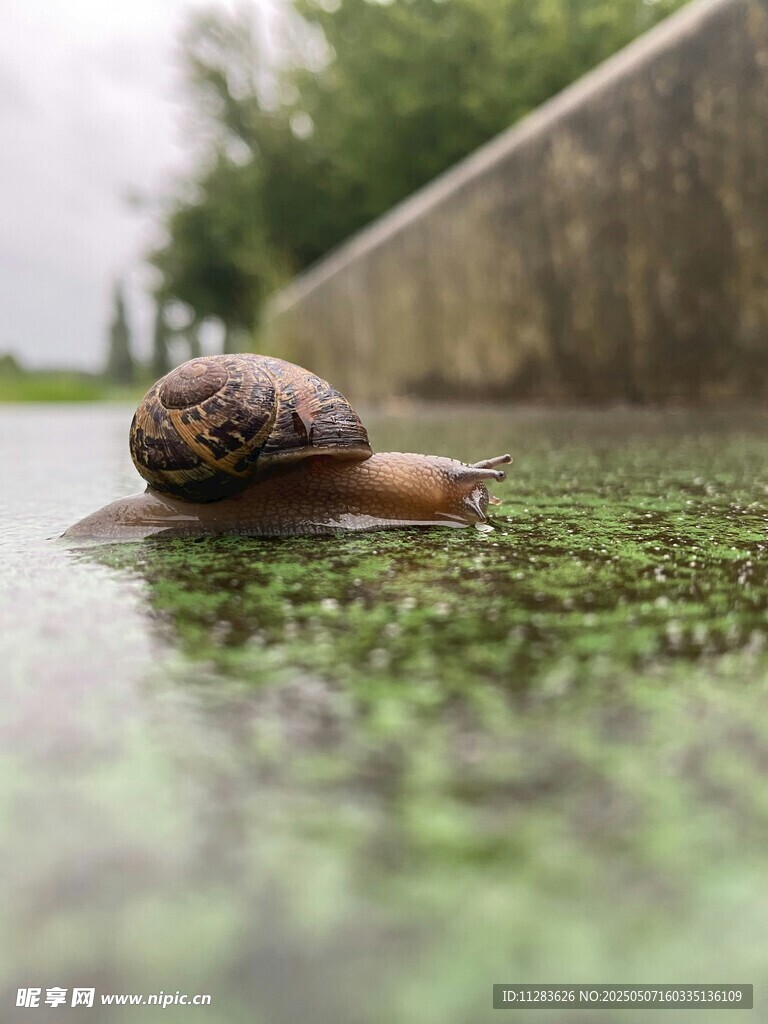 雨中蝸牛漫步濕潤草地