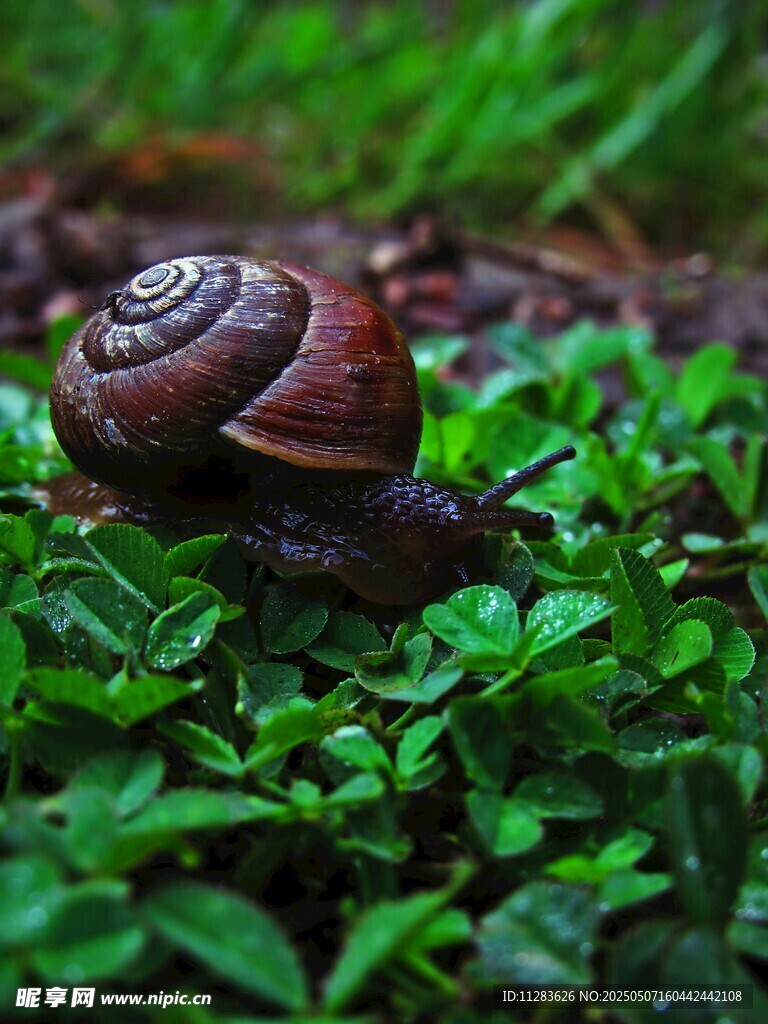 草叢中的蝸牛