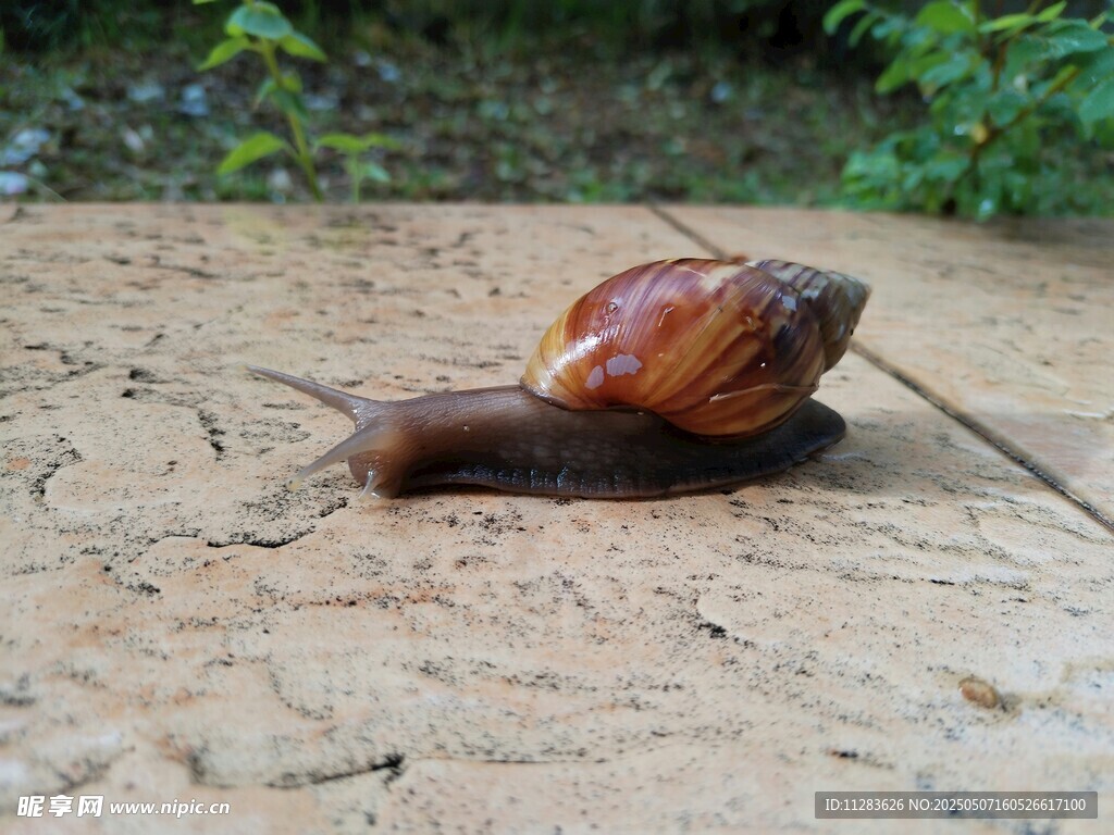 棕色蝸牛爬行在粗糙地面