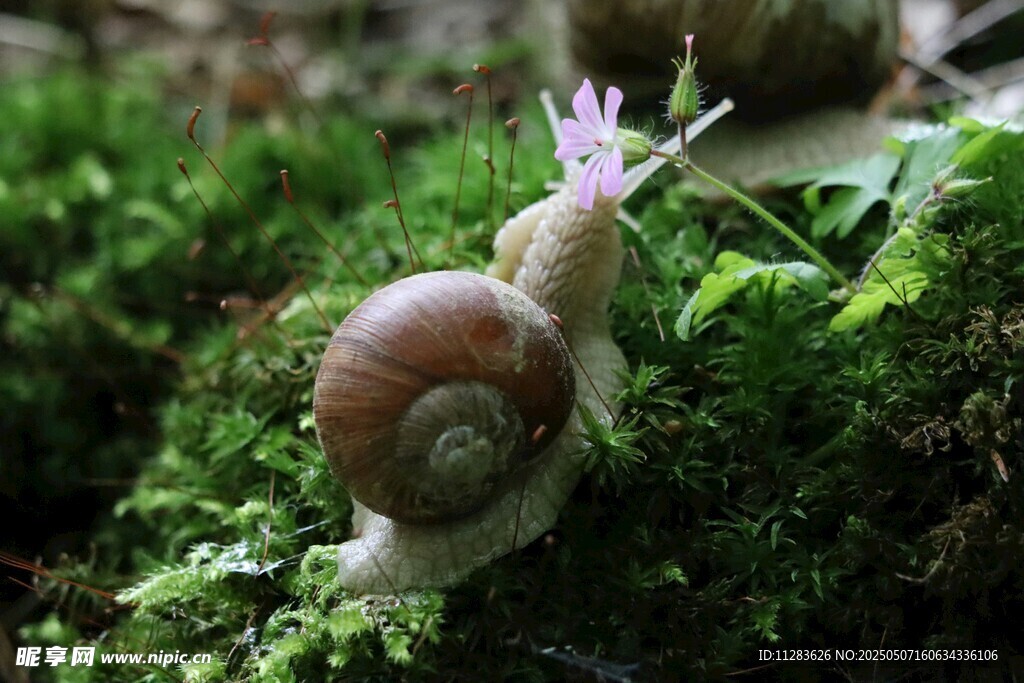 蝸牛在翠綠苔蘚上爬行