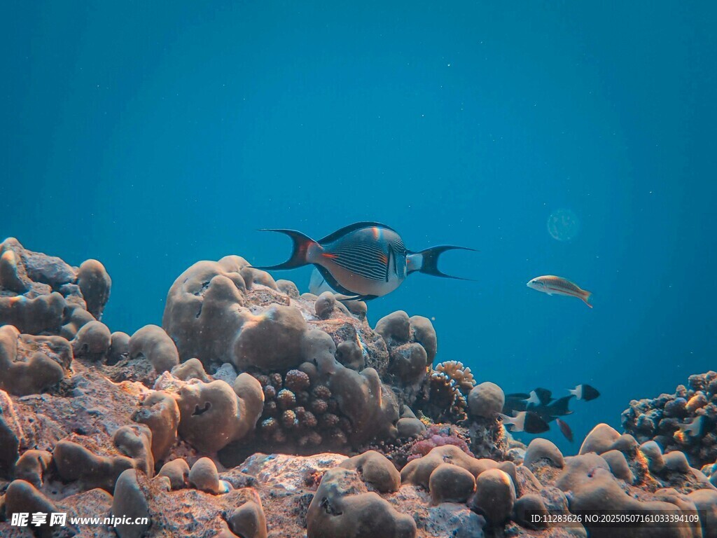 海底珊瑚礁旁的多彩魚類