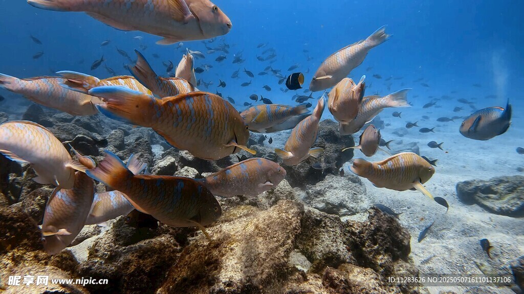 海底魚群環(huán)繞礁石景象