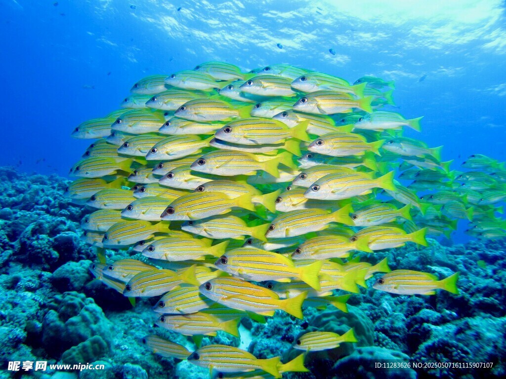 群魚環繞珊瑚海底美景