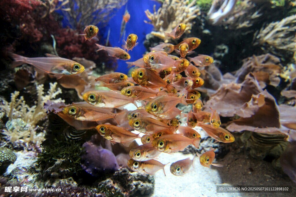 多彩海底珊瑚與魚類景觀