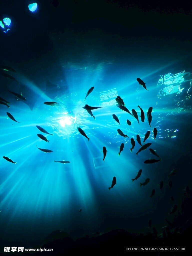 深海魚群與夢(mèng)幻光線
