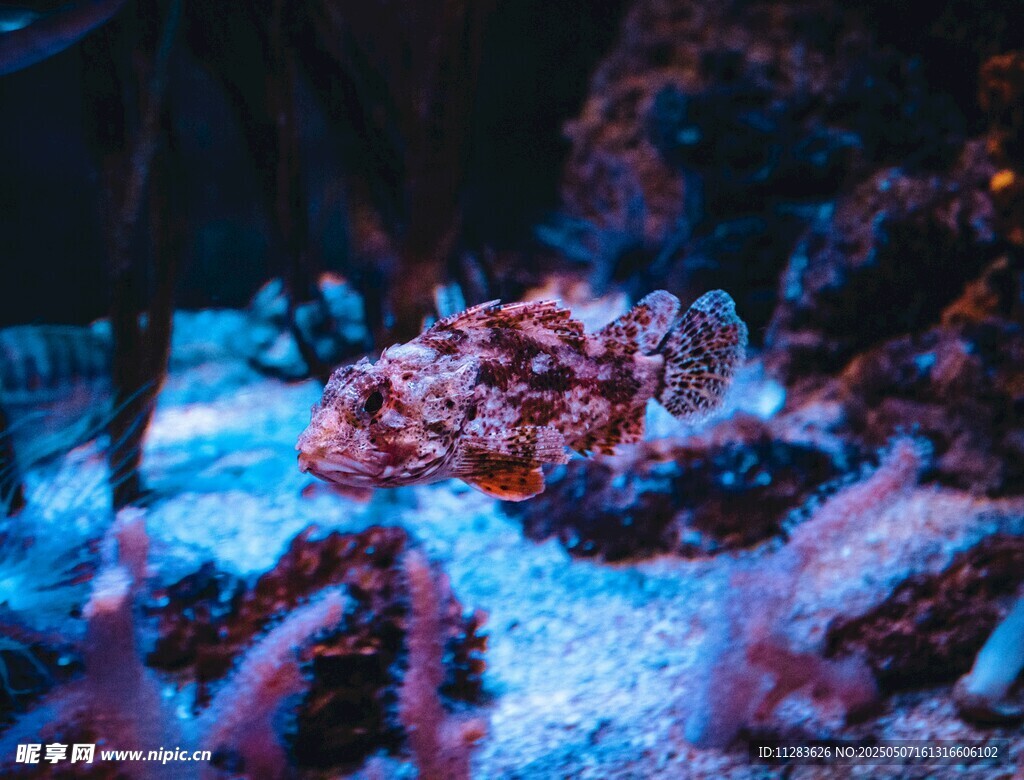 夢幻海底珊瑚景觀