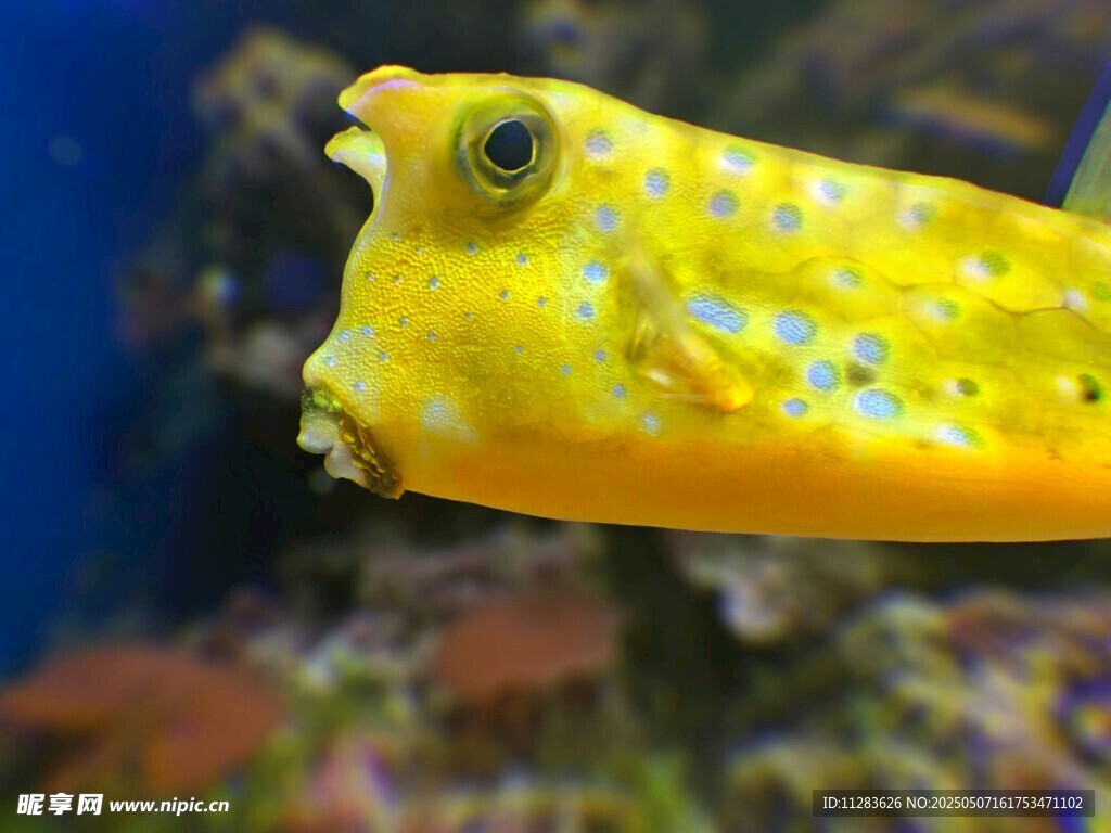黃色斑點河豚特寫