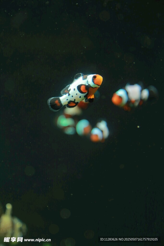 水中游動的多彩觀賞魚