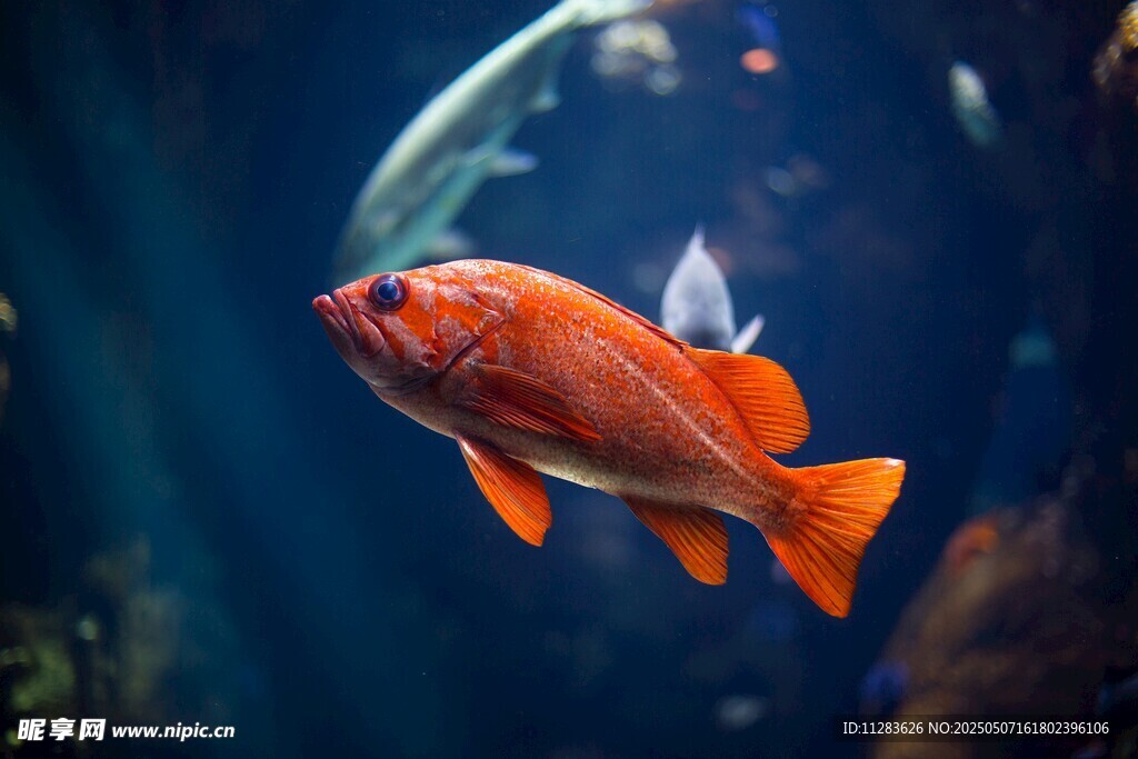 橙紅色觀賞魚水中游