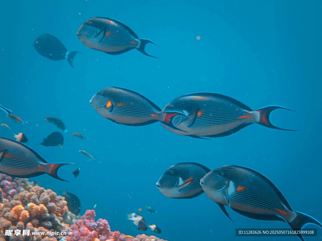 海底魚群與絢麗珊瑚景觀