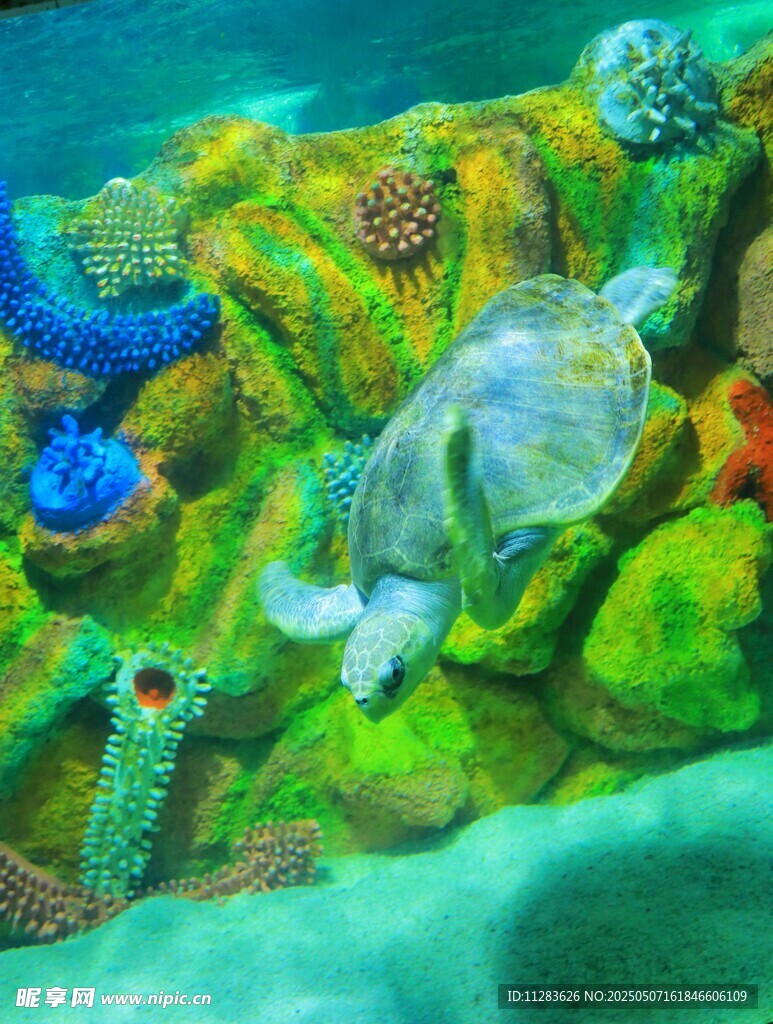海底多彩珊瑚與海龜