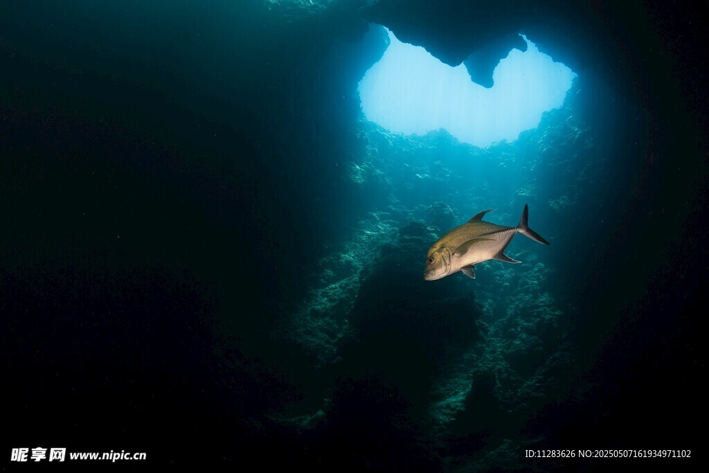 深海中遨游的神秘大魚