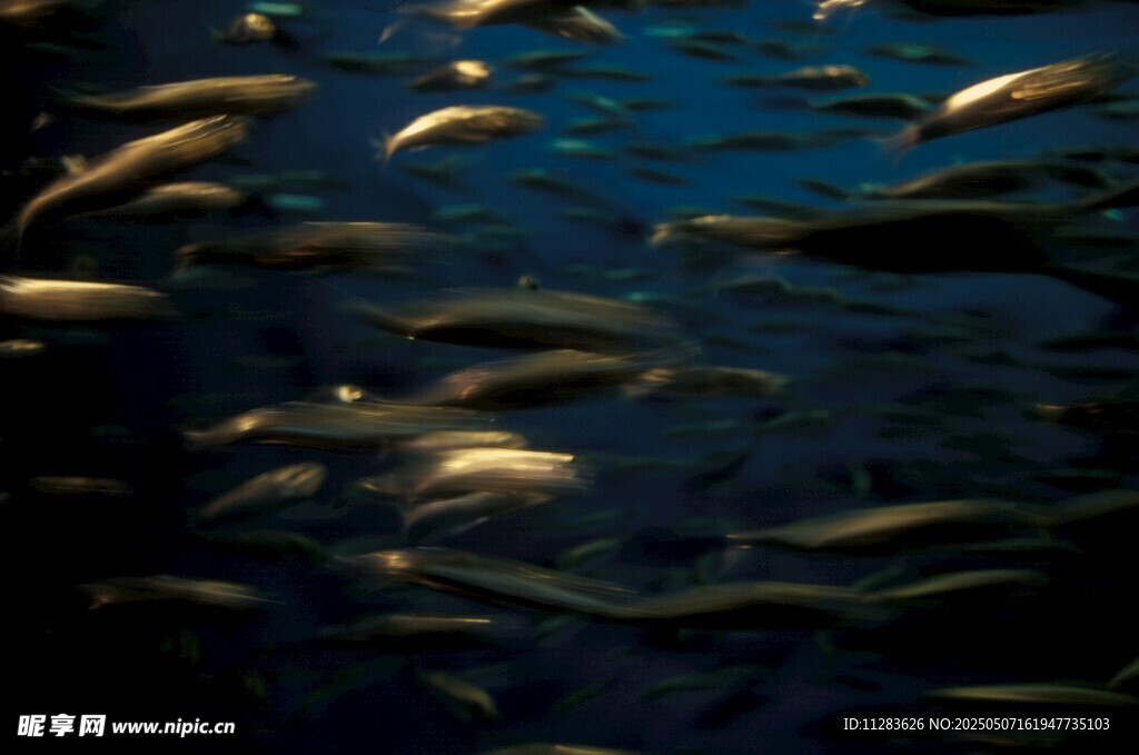 海洋中游動的金色魚群