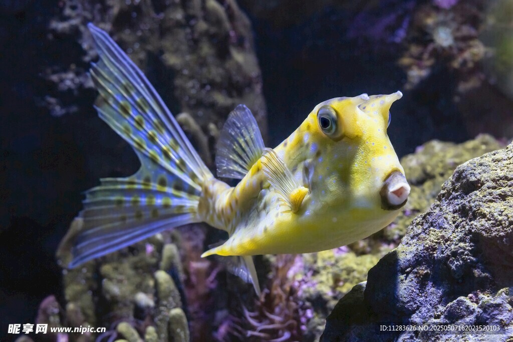 黃色奇異小魚(yú)在水中游動(dòng)
