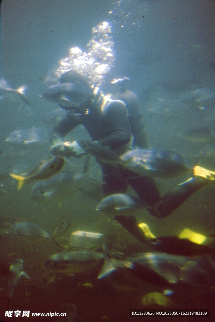潛水員與群魚共游海底