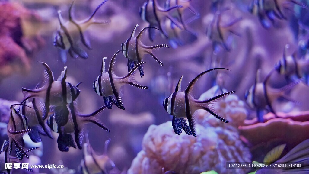 海底繽紛魚群與珊瑚景觀