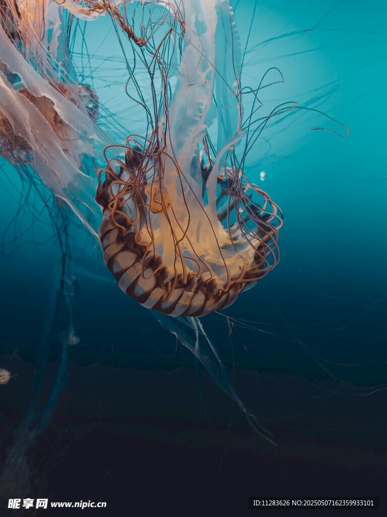 深海中的夢幻水母