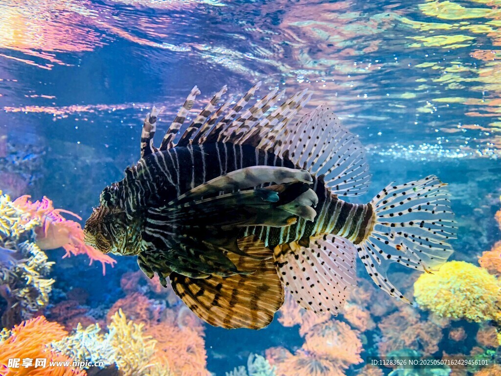 海底斑斕世界中的獅子魚