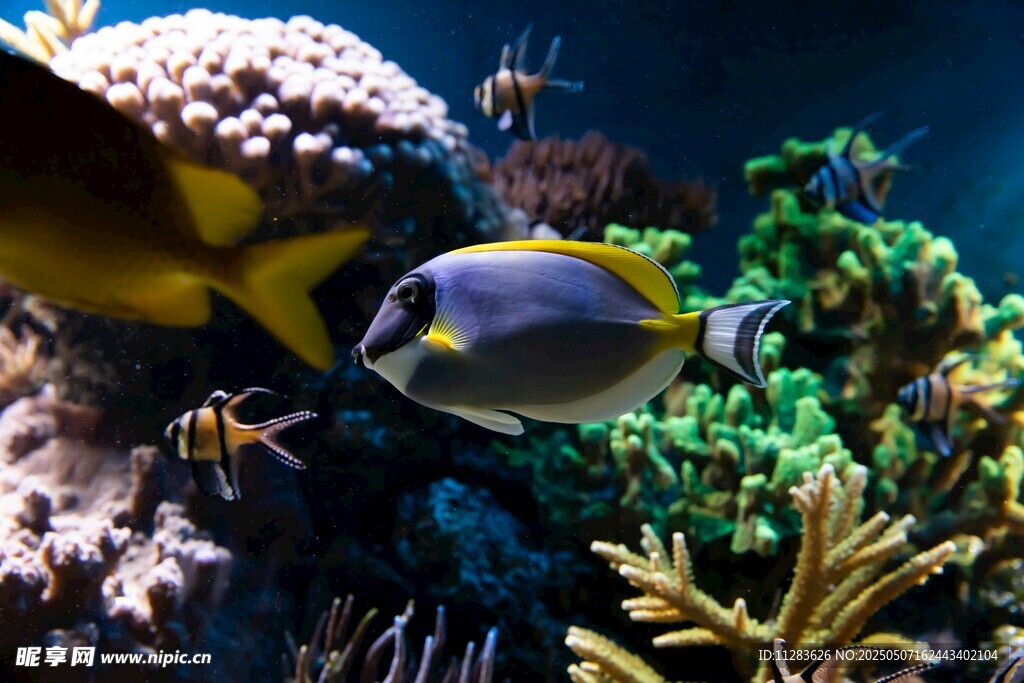 海洋中的美麗熱帶觀賞魚