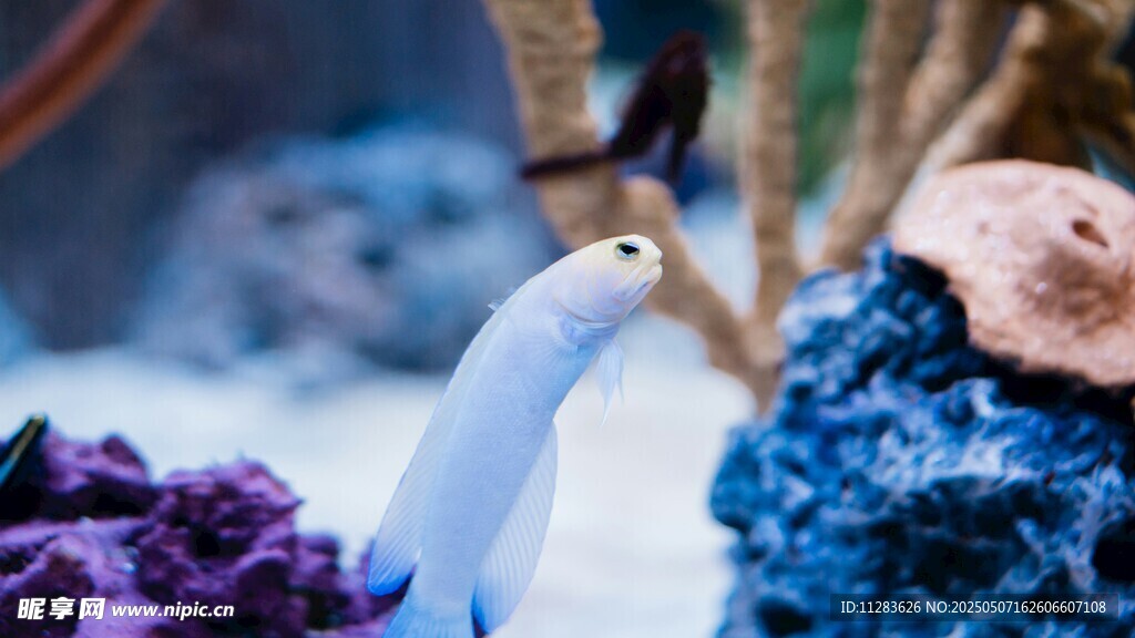 海洋生物景觀(guān)中的白色生物