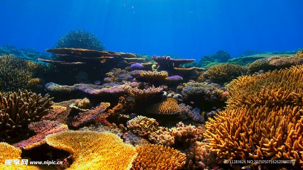 海底絢麗珊瑚景觀