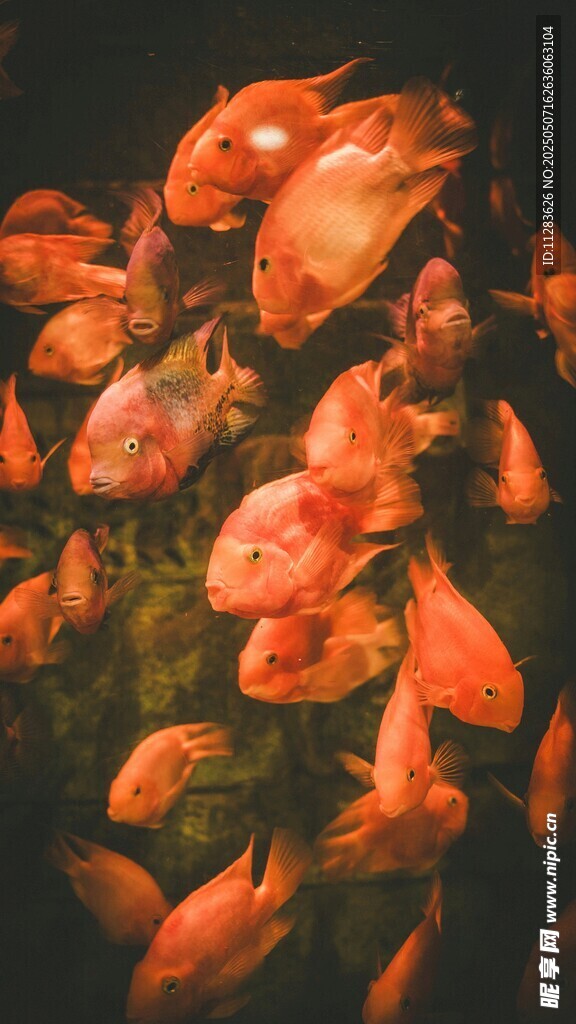 成群紅魚水中游
