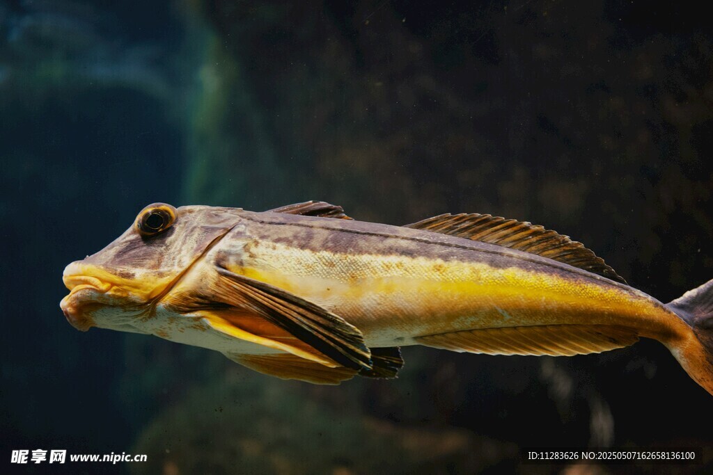 水中暢游的獨(dú)特魚(yú)類(lèi)