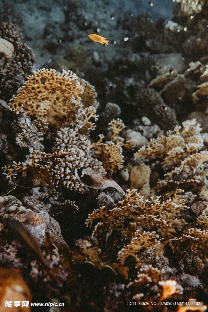 海底多彩珊瑚與游動小魚