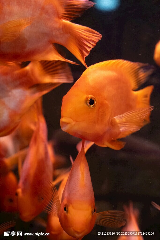 成群鸚鵡魚色彩艷麗