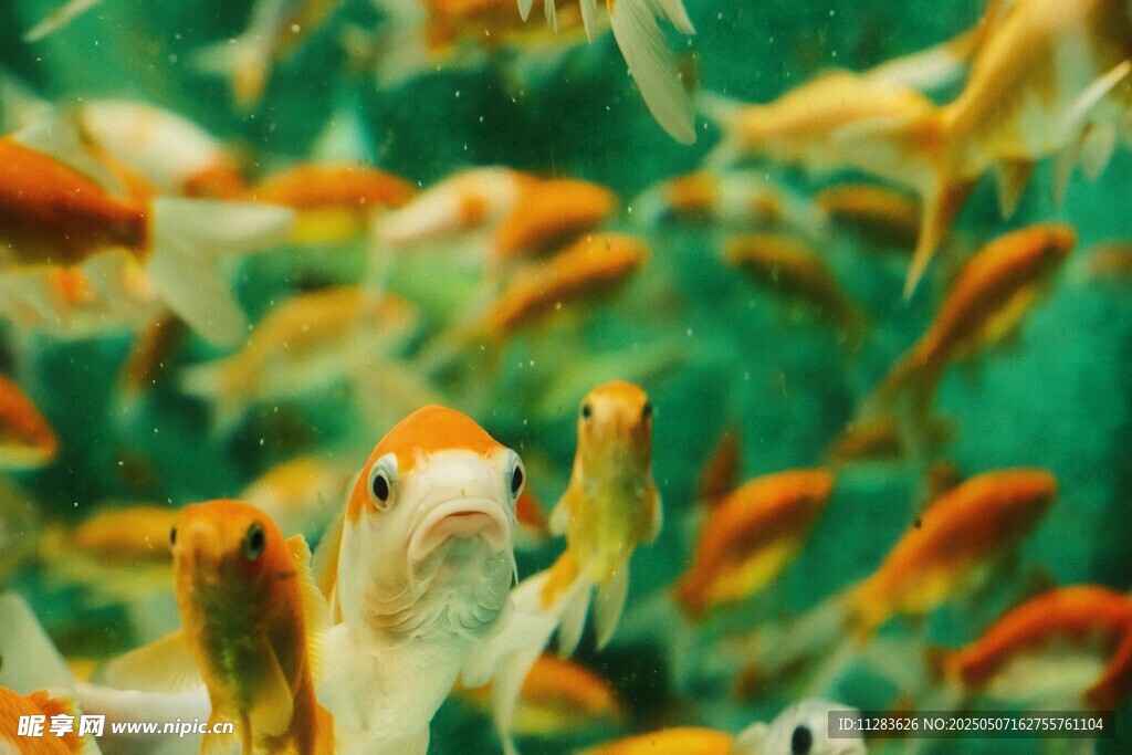 群魚暢游的水下世界