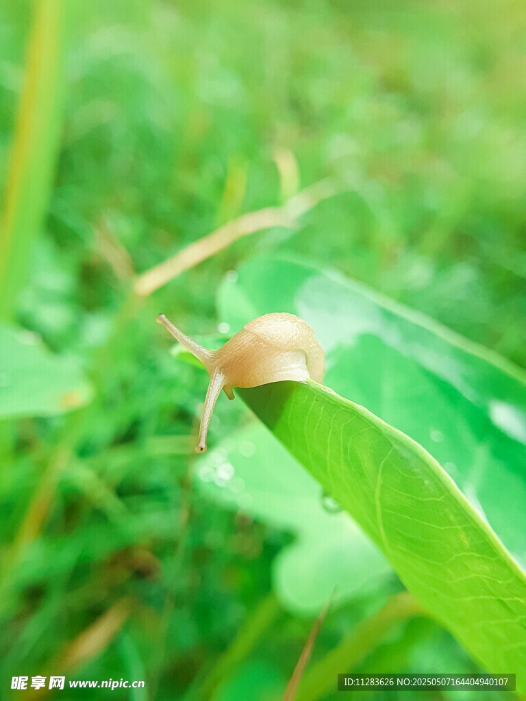 綠葉上的小蝸牛
