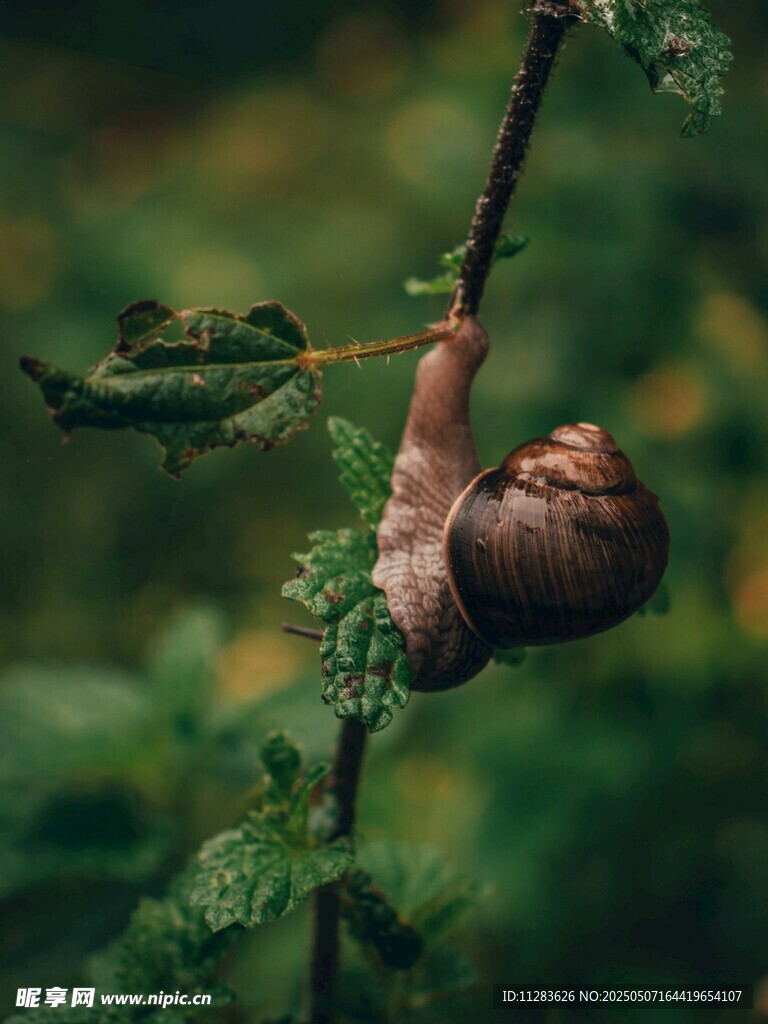 樹枝上的棕色蝸牛