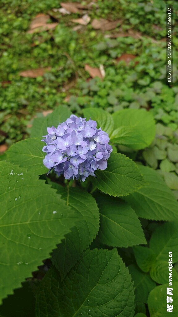 藍繡球花綻放綠葉間