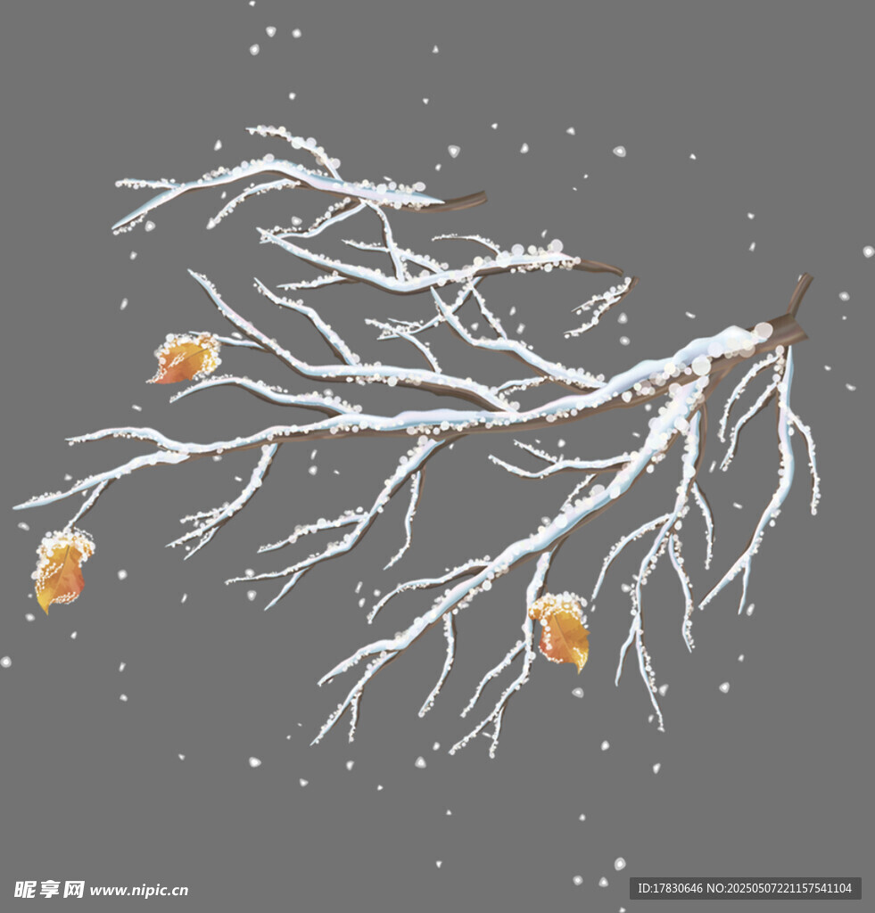 雪覆枝頭掛橙果