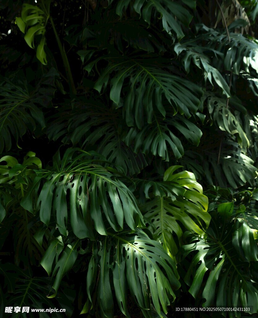 植物葉片