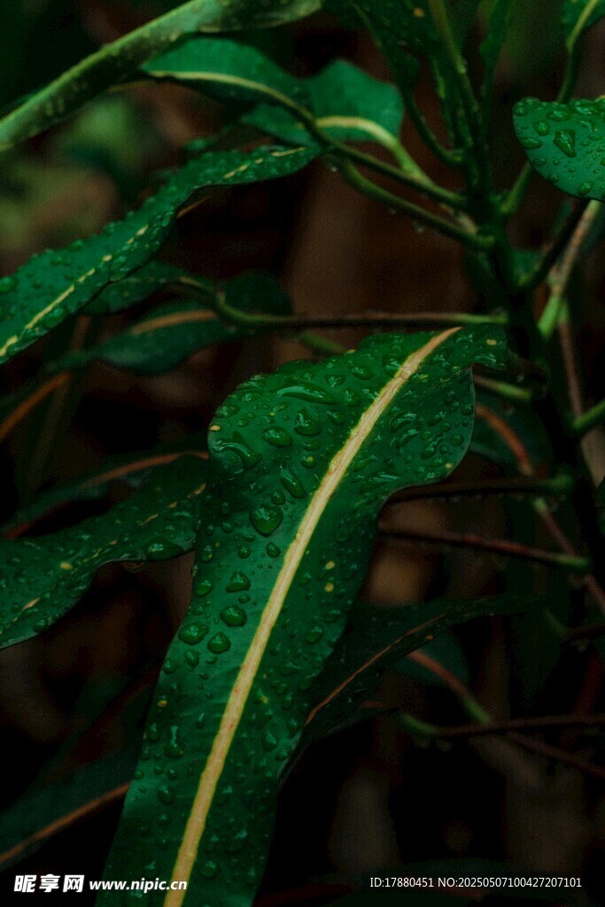 翠綠葉片
