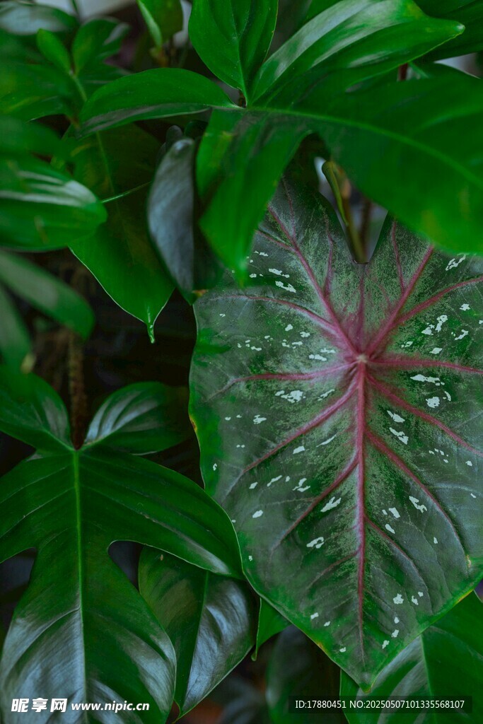海芋