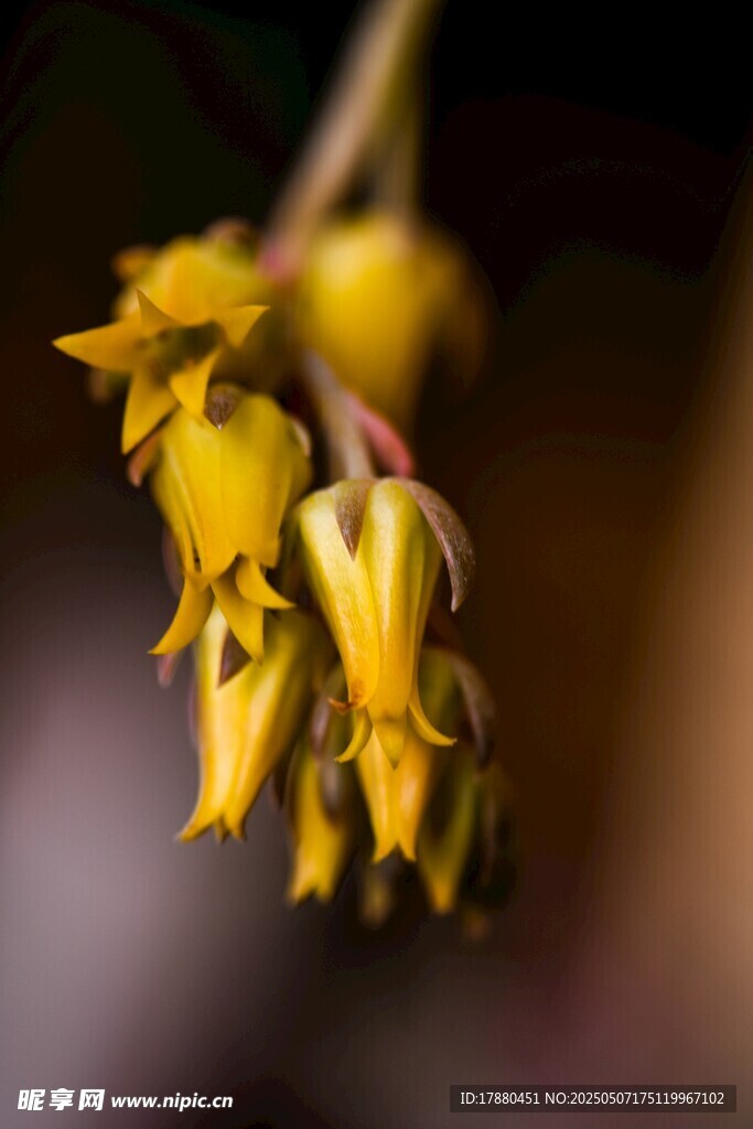 垂吊花