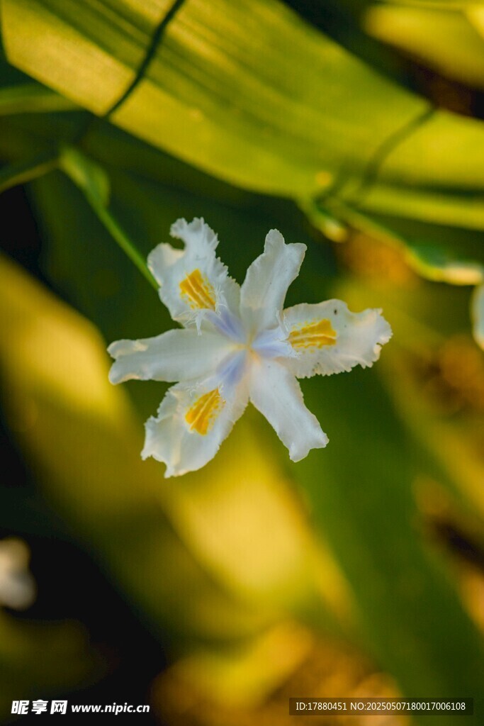 水滴花