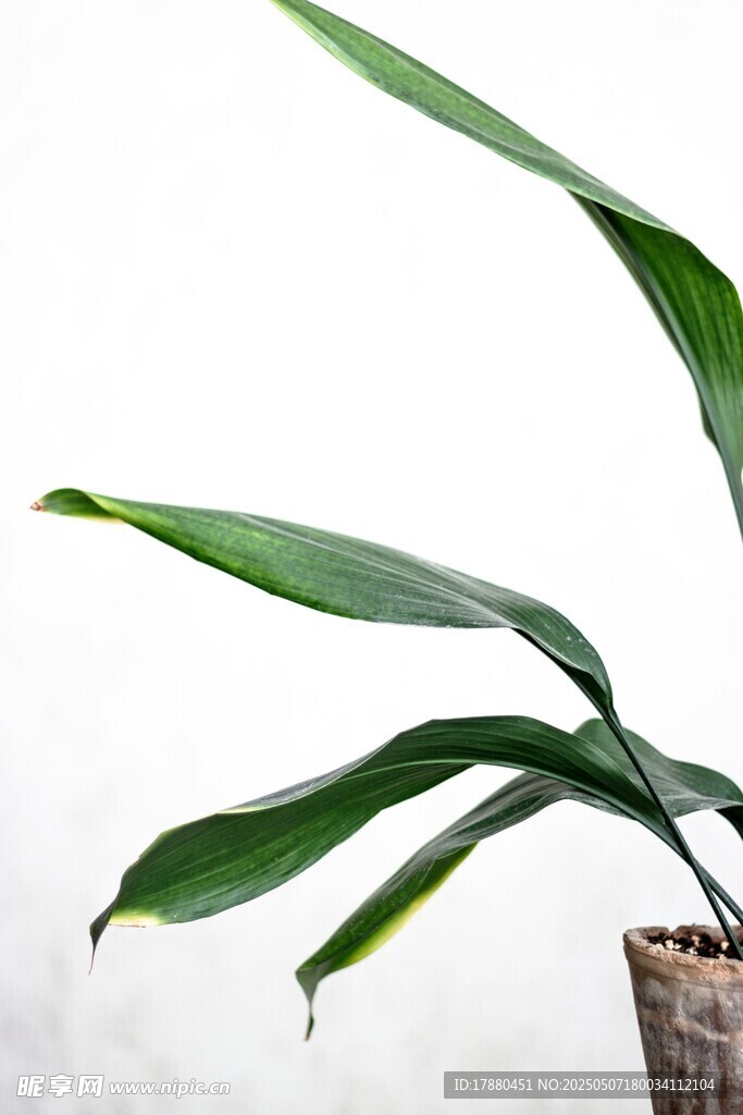綠植葉片