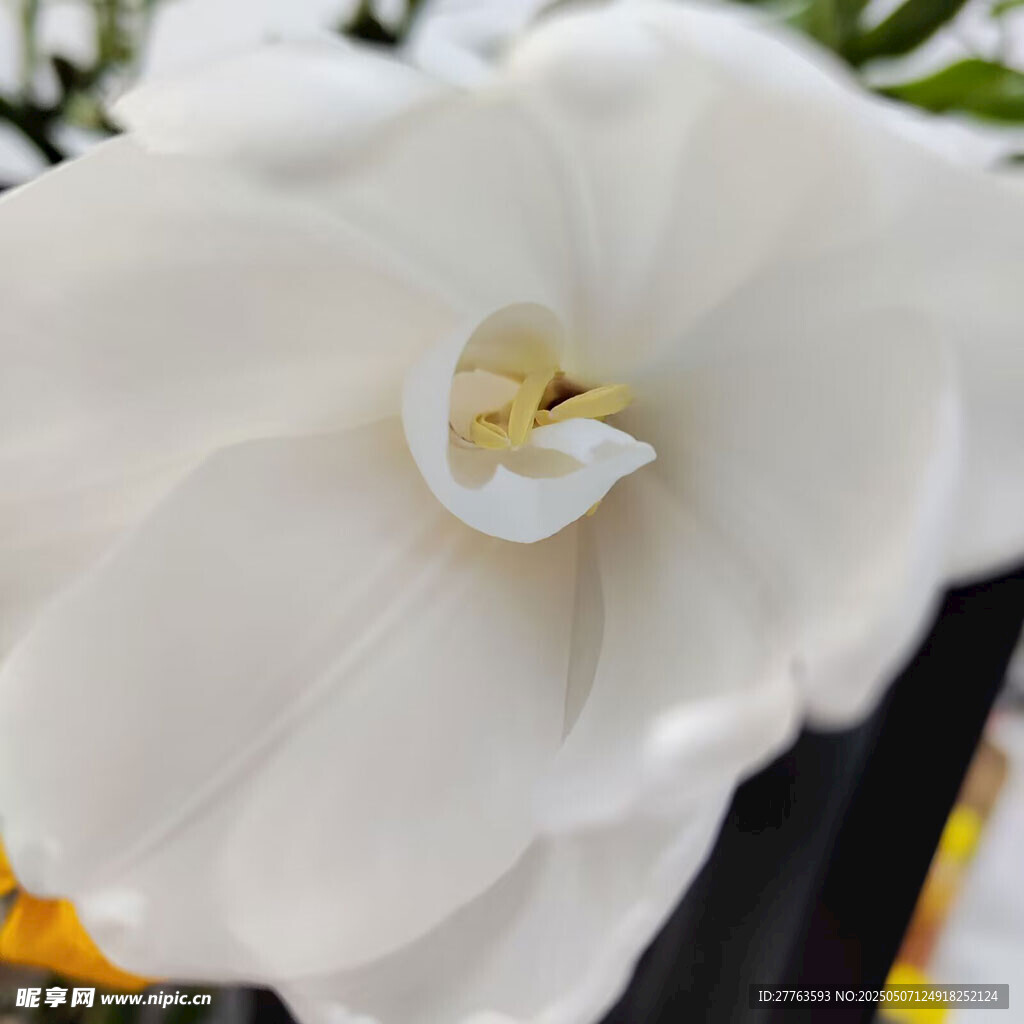郁金香花蕊