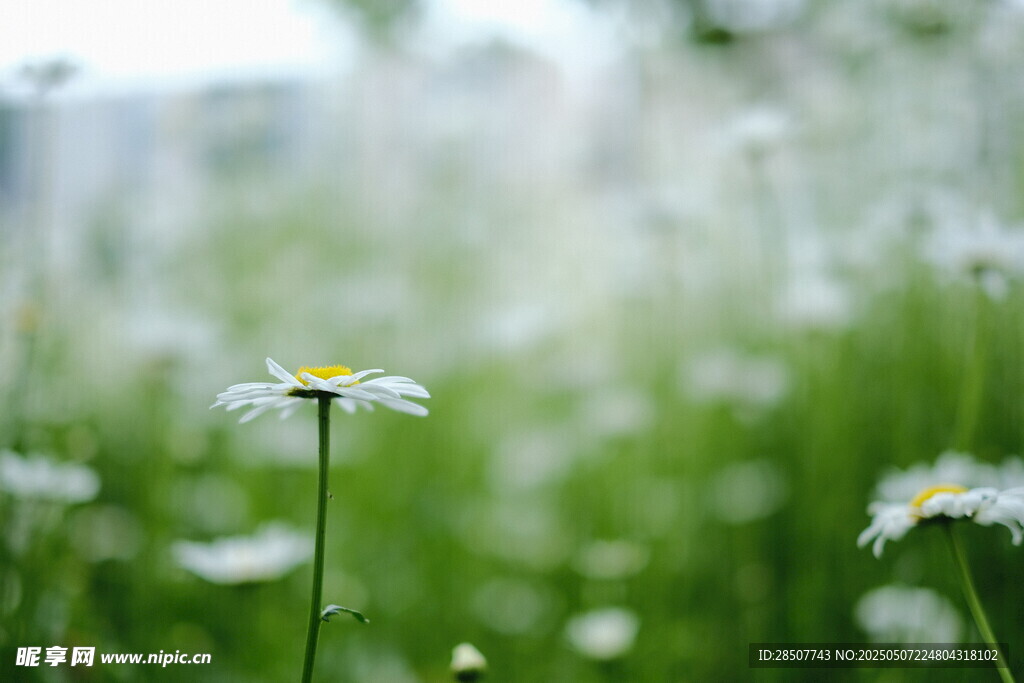 田野中清新的雛菊