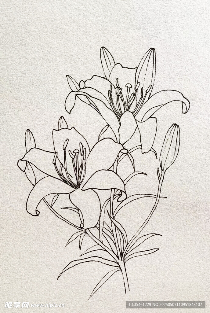 百合花手繪線稿圖