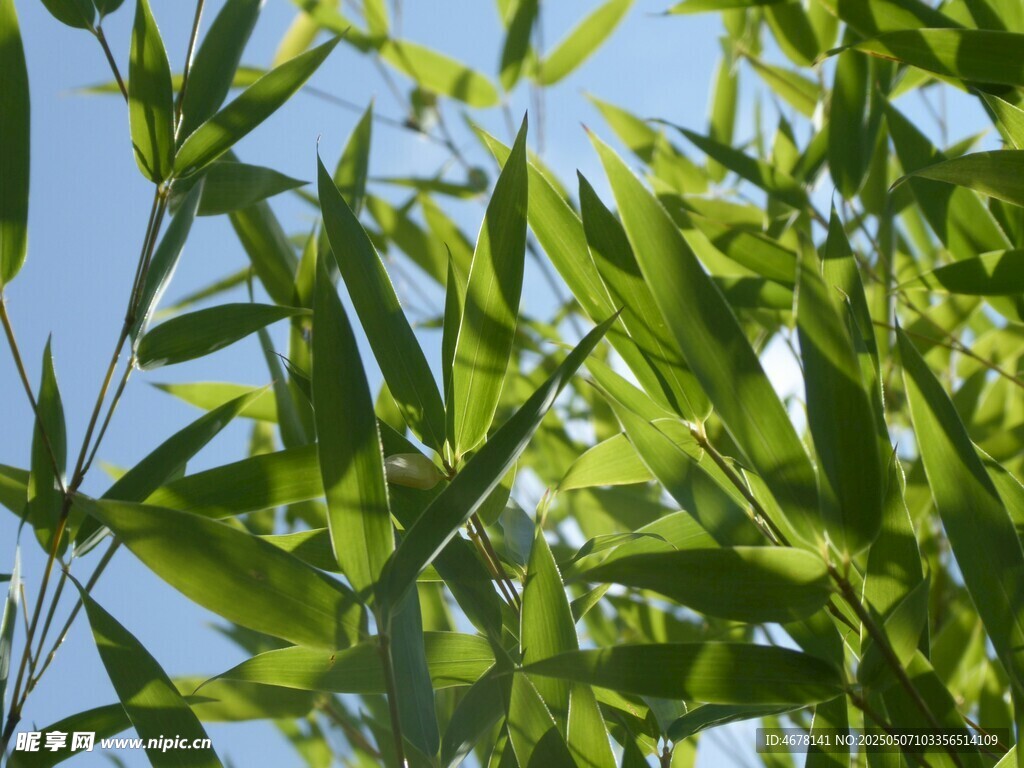 翠綠竹葉映藍天