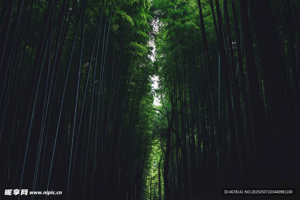 幽謐竹林間的光影之境