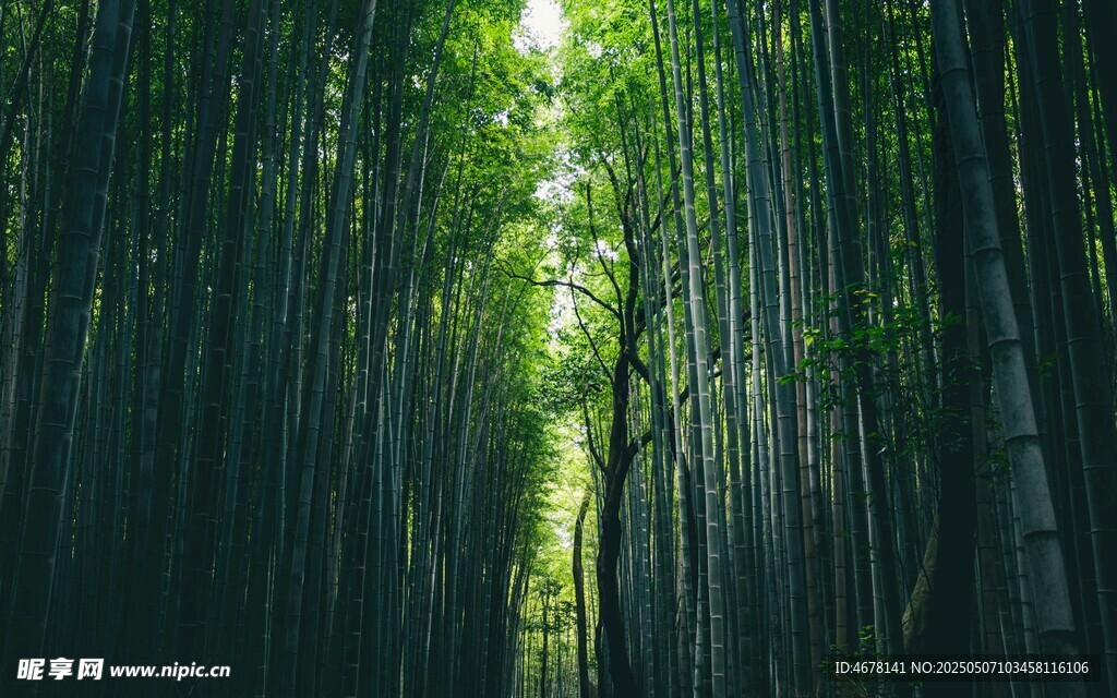 幽謐竹林間的自然光影