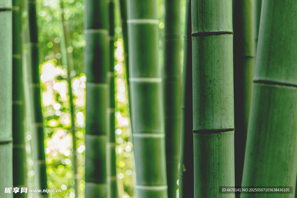 翠綠竹林景致