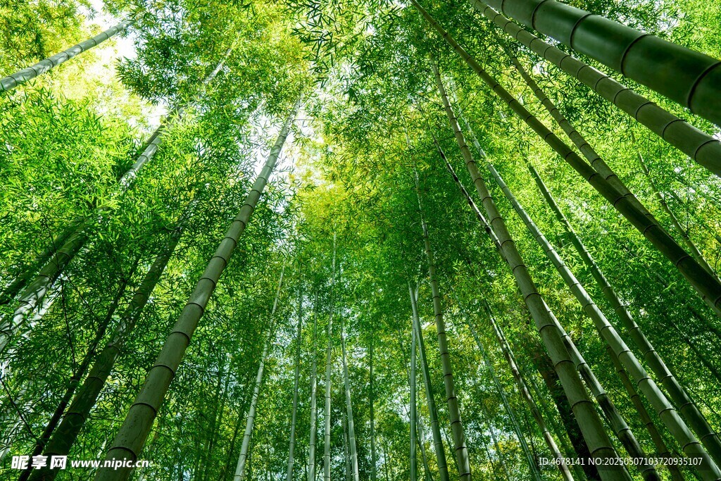 翠綠竹林仰視圖